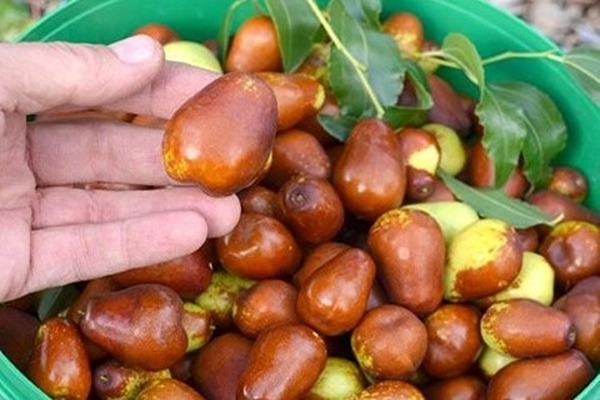 تصویر 1 از خرید عناب گلابی اصفهان + قیمت فروش استثنایی